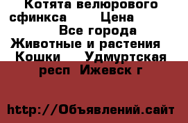 Котята велюрового сфинкса. .. › Цена ­ 15 000 - Все города Животные и растения » Кошки   . Удмуртская респ.,Ижевск г.